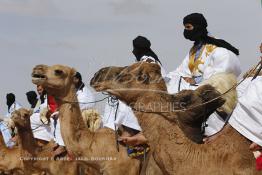 Image du Maroc Professionnelle de  Des hommes du désert s’apprêtent à une course de chameaux organisé dans un site désertique sur lequel la ville de Tan Tan a toujours accueilli la majorité des tribus et des grandes familles nomades du désert lors d'un grand Moussem, Samedi 7 Septembre 2013. Le festival parrainé par l'UNESCO rassemble des milliers de nomades du Maroc. (Photo / Abdeljalil Bounhar) 